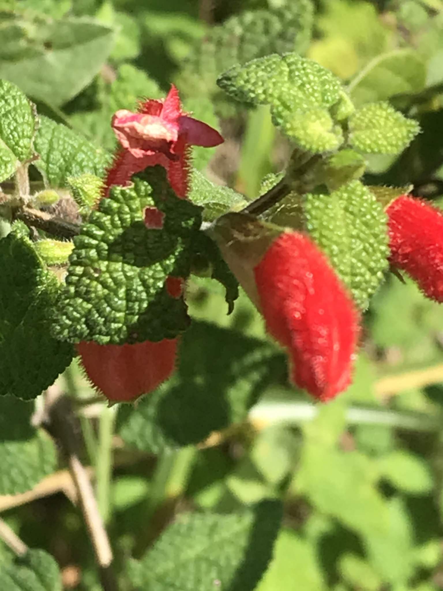 Salvia disjuncta